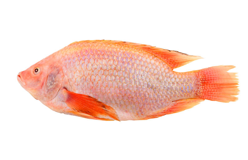 изолированный красный Tilapia 17351427